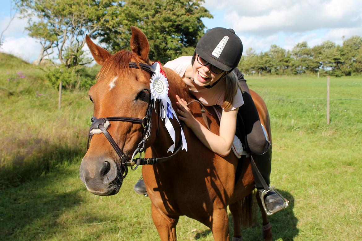 Welsh Partbred (Sec F) Waardhoeve's Ilona *Maggie* billede 14