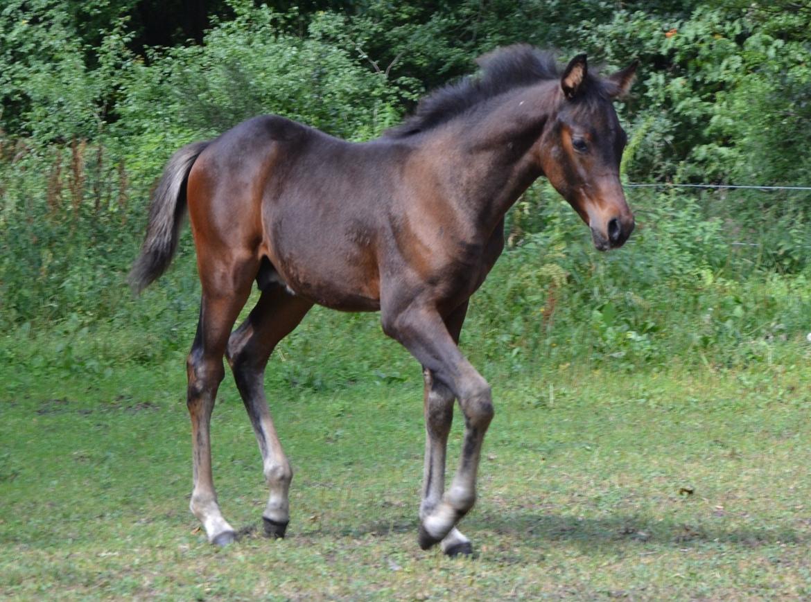 Arabisk fuldblod (OX) Casillas Cosh billede 27