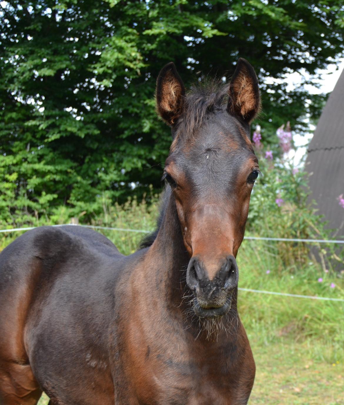 Arabisk fuldblod (OX) Casillas Cosh billede 28