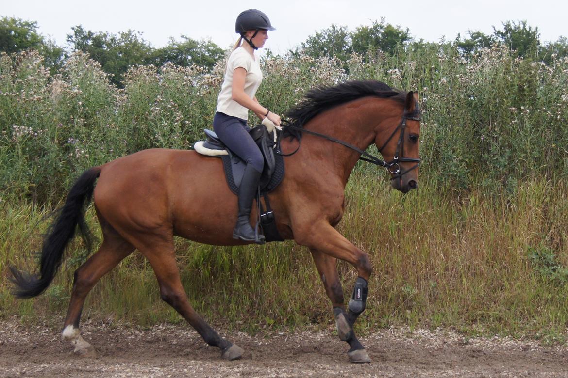 Dansk Varmblod Zaki billede 3