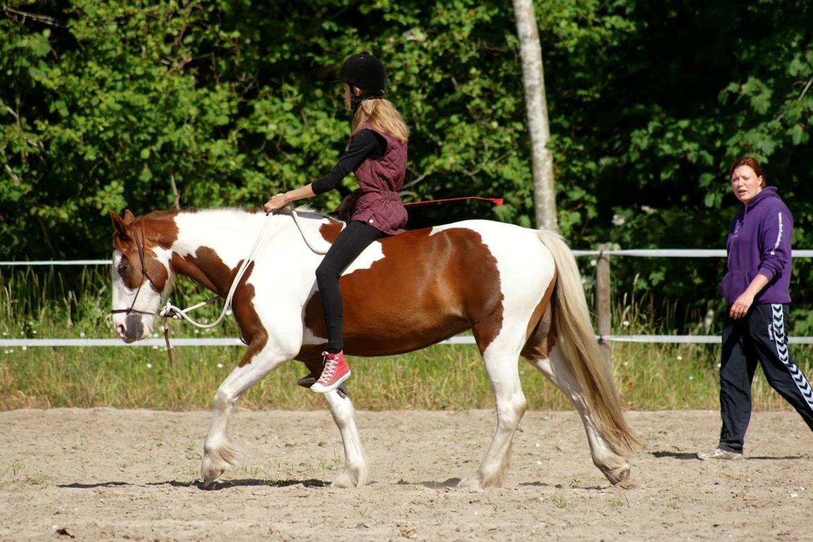 Pinto Tinker blanding Ronja "Ponyen med pletter" - Et billede fra Ridelejr 2013 hos Ryttercentering.  billede 13