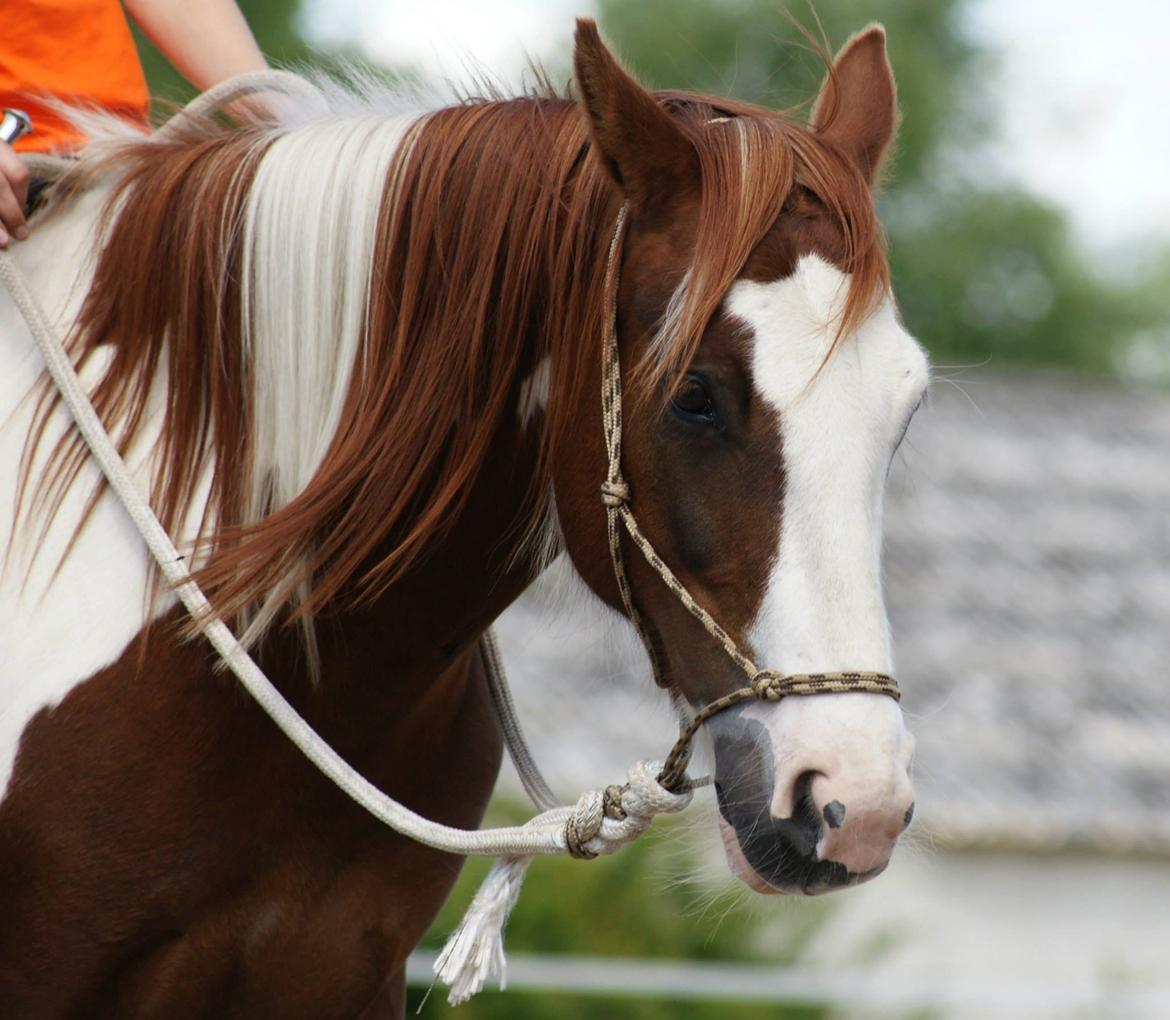 Pinto Tinker blanding Ronja "Ponyen med pletter" - Et billede fra Ridelejr 2013 hos Ryttercentering.  billede 7