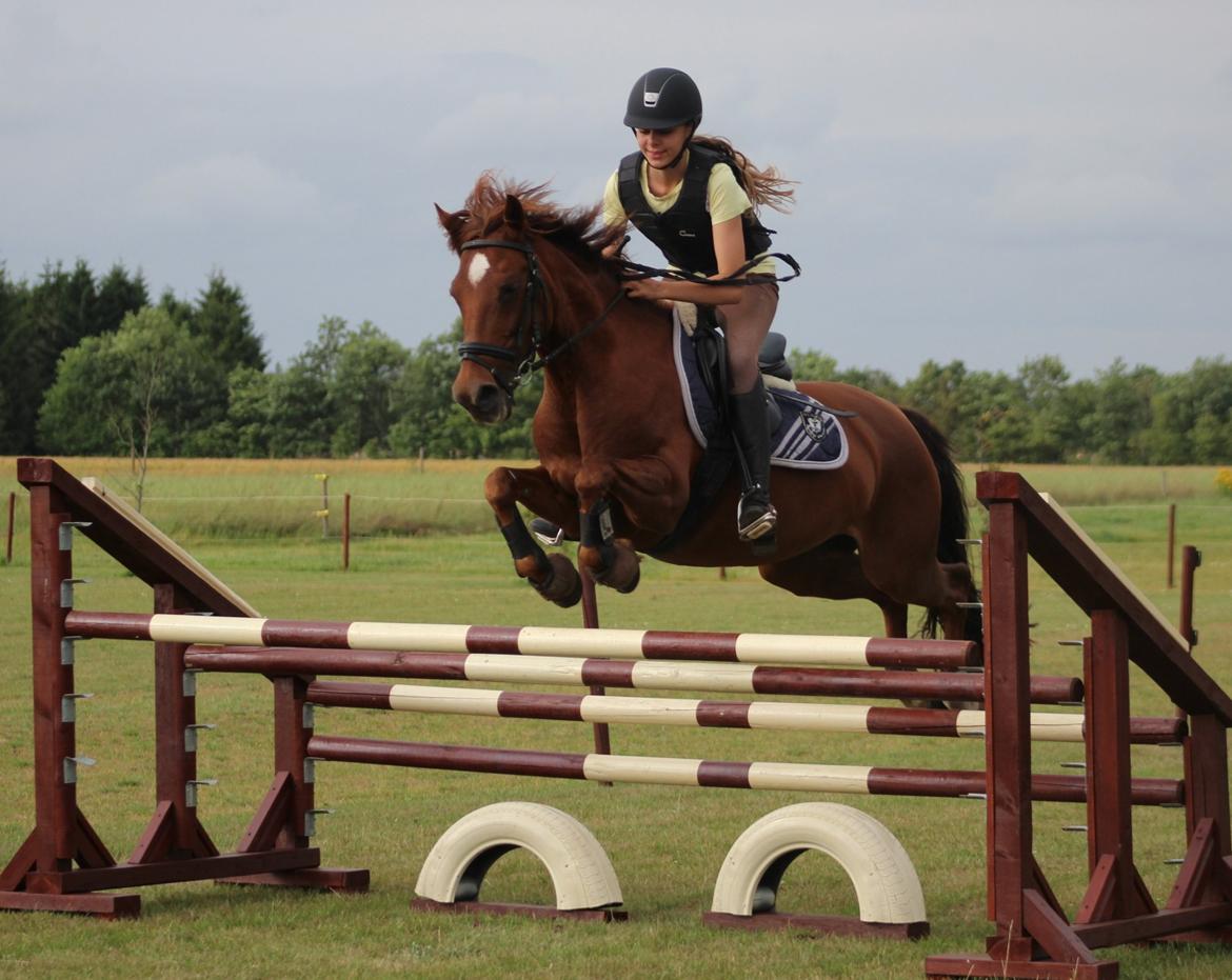 Anden særlig race Ruby B-pony - Rubse springer tribbelbar! den er 90 cm. høj! :-D billede 28