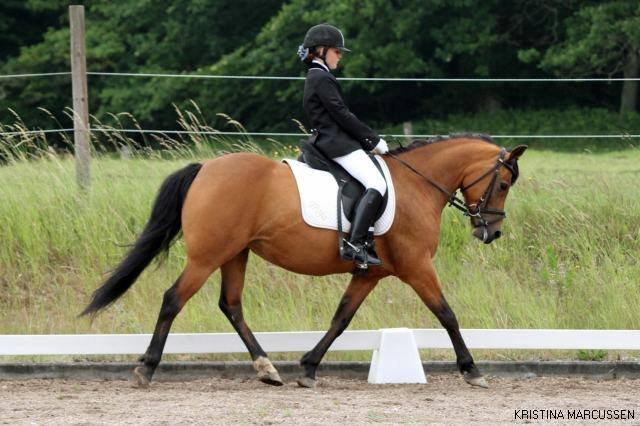 DSP Troja min dejlige part! - til stævne troja er så dygtig!<3 billede 4