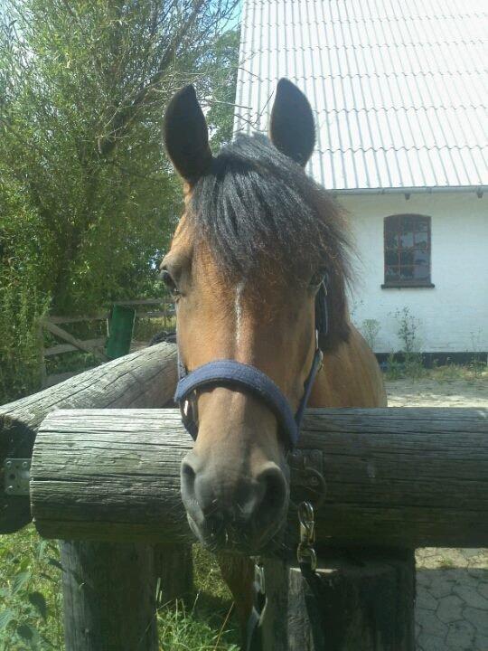 DSP Troja min dejlige part! - troja efter hård dresurtræning! men hun var så dygtig!!!<3 billede 5