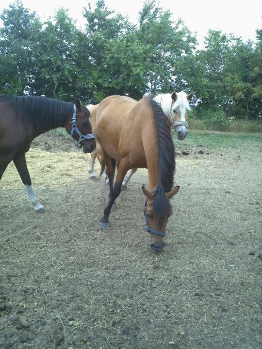 DSP Troja min dejlige part! - troja på fold sammen med hermeline og khiara. billede 8