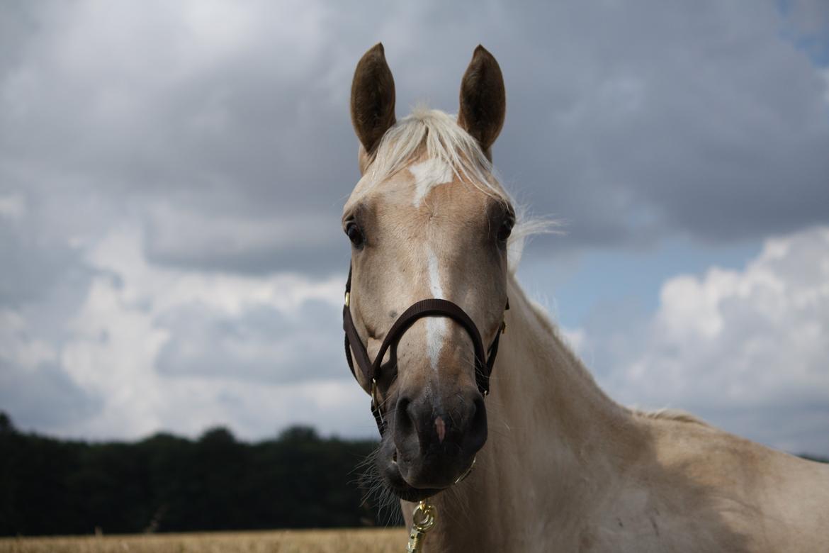 Palomino Rahbæks Noble Cortino R.I.P billede 10