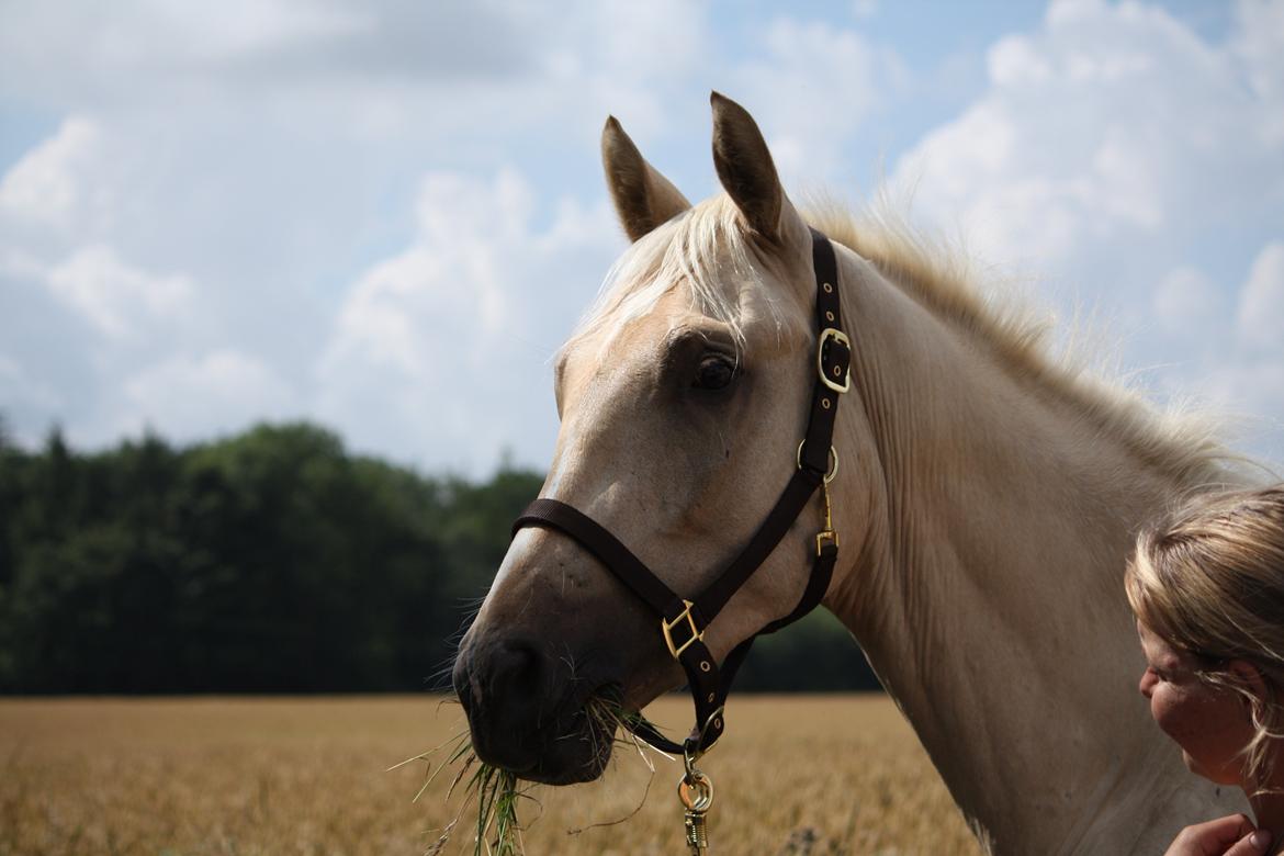 Palomino Rahbæks Noble Cortino R.I.P billede 11
