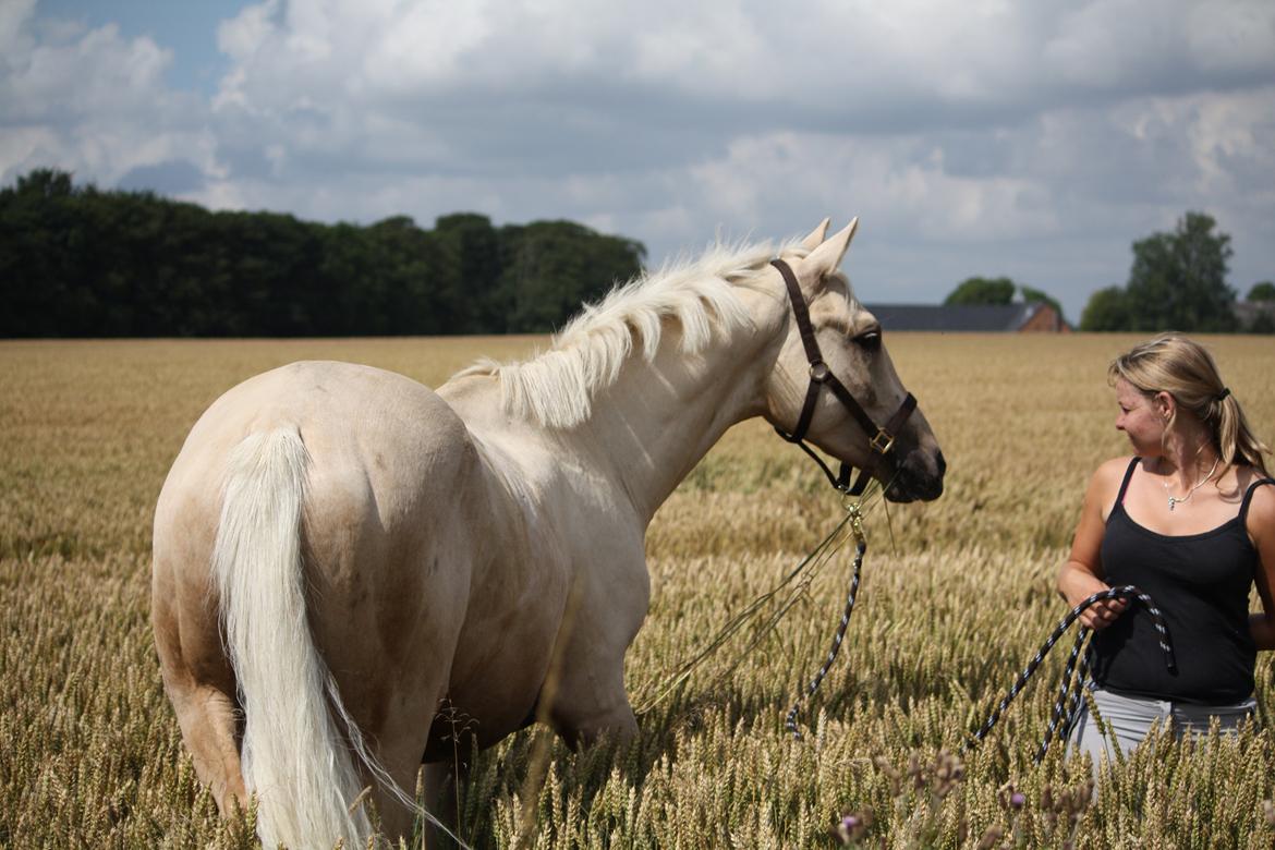 Palomino Rahbæks Noble Cortino R.I.P billede 12