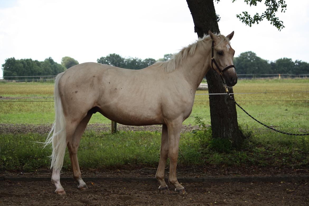 Palomino Rahbæks Noble Cortino R.I.P billede 13