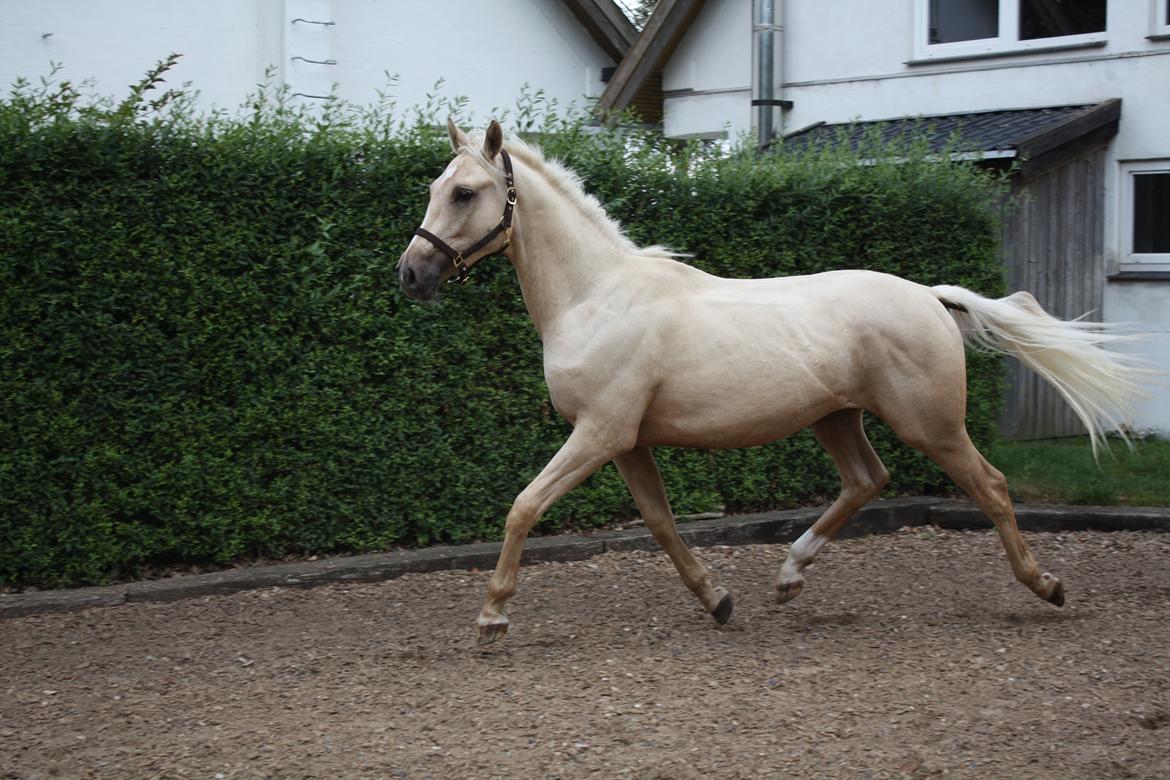 Palomino Rahbæks Noble Cortino R.I.P billede 16