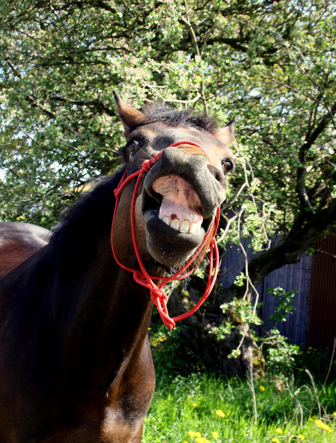 Anden særlig race Bjeldbaks Darling (Chauto) - 15/5 2013 - Chautos fødselsdag - "Seee, jeg har kage mellem tænderne" (jeps den tossede hest prøvede på at spise vores kage, som åbenbart var mere spændende end græsset)! ;-) billede 19