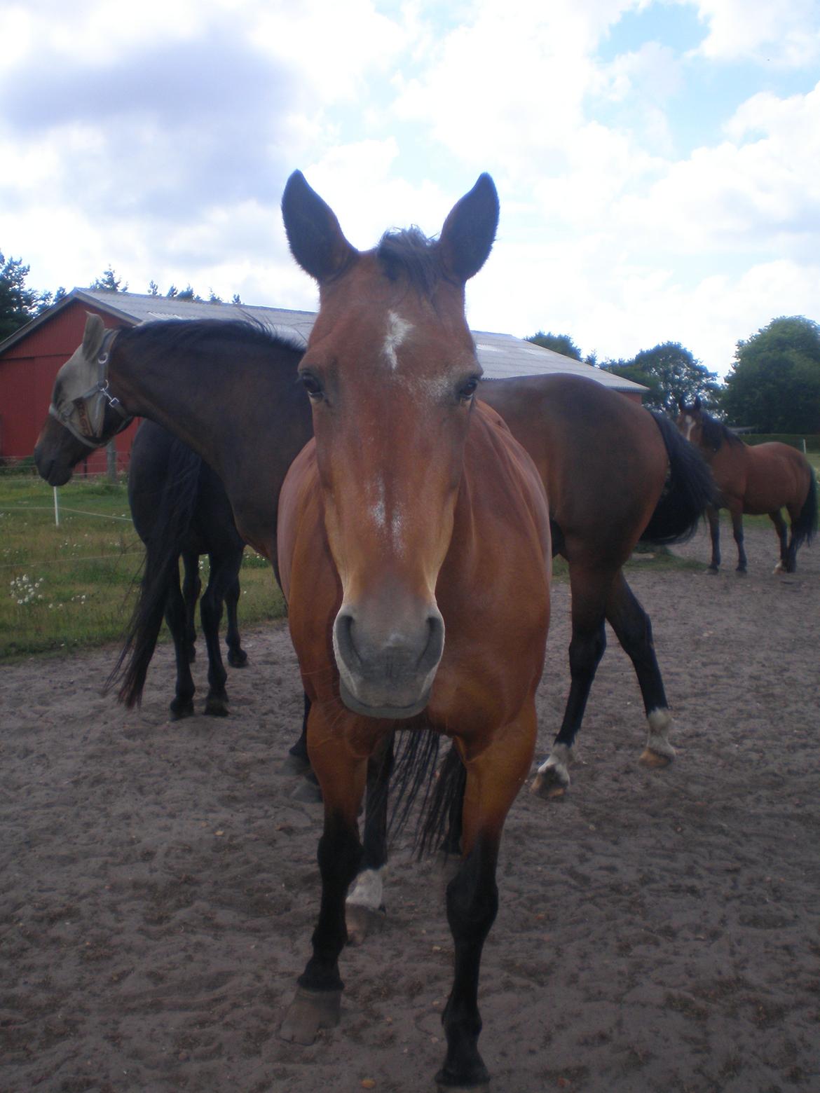 Traver Dear Marika  Himmel hest ( savnet meget) - 
taget d. 30-7-13. billede 3