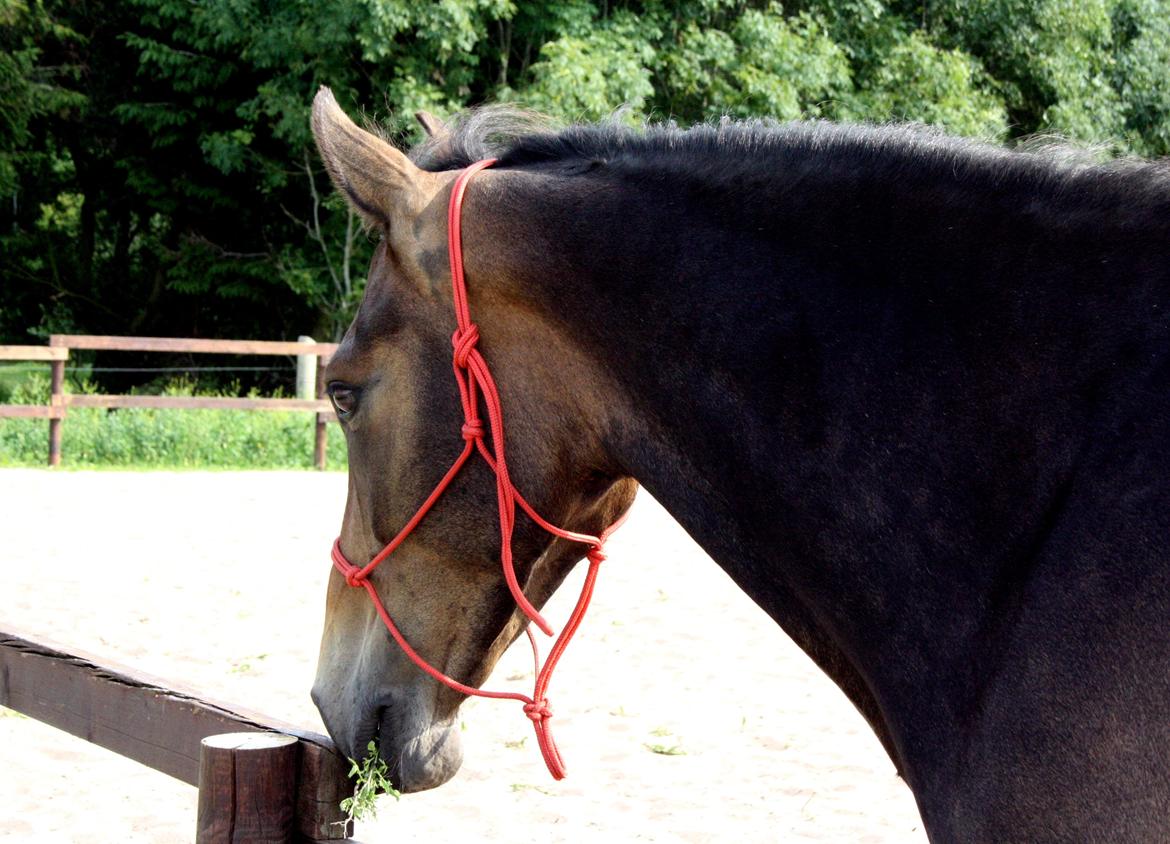 Anden særlig race Bjeldbaks Darling (Chauto) - Juli 2013 billede 12