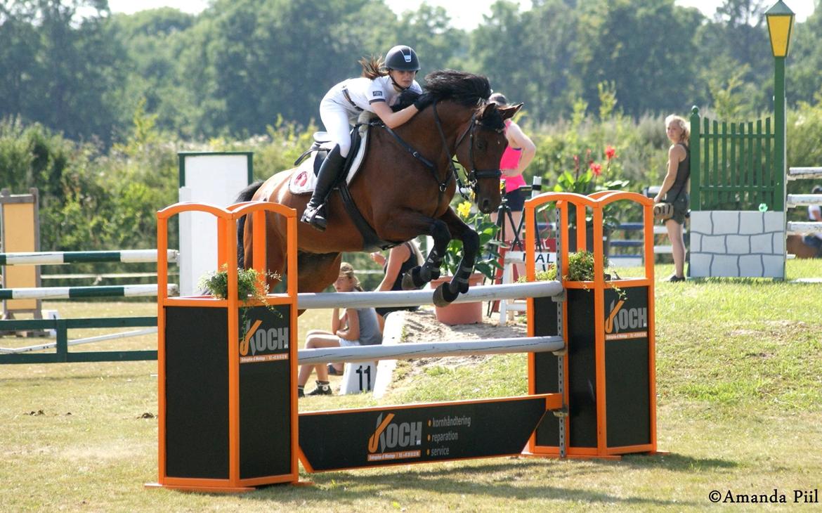 Dansk Varmblod TIRS TAXFREE - LA** billede 5