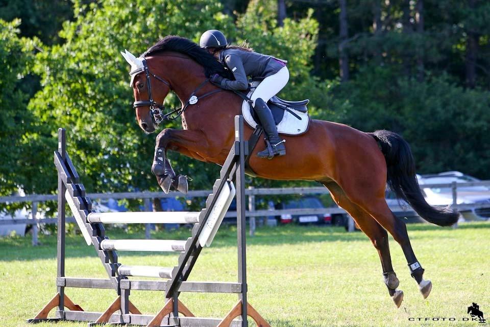 Dansk Varmblod TIRS TAXFREE billede 17