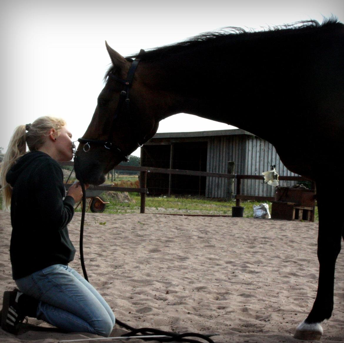 Anden særlig race Bjeldbaks Darling (Chauto) - Juli 2013 - "Husk at arbejde med dig selv - og først derefter med hesten!" billede 21