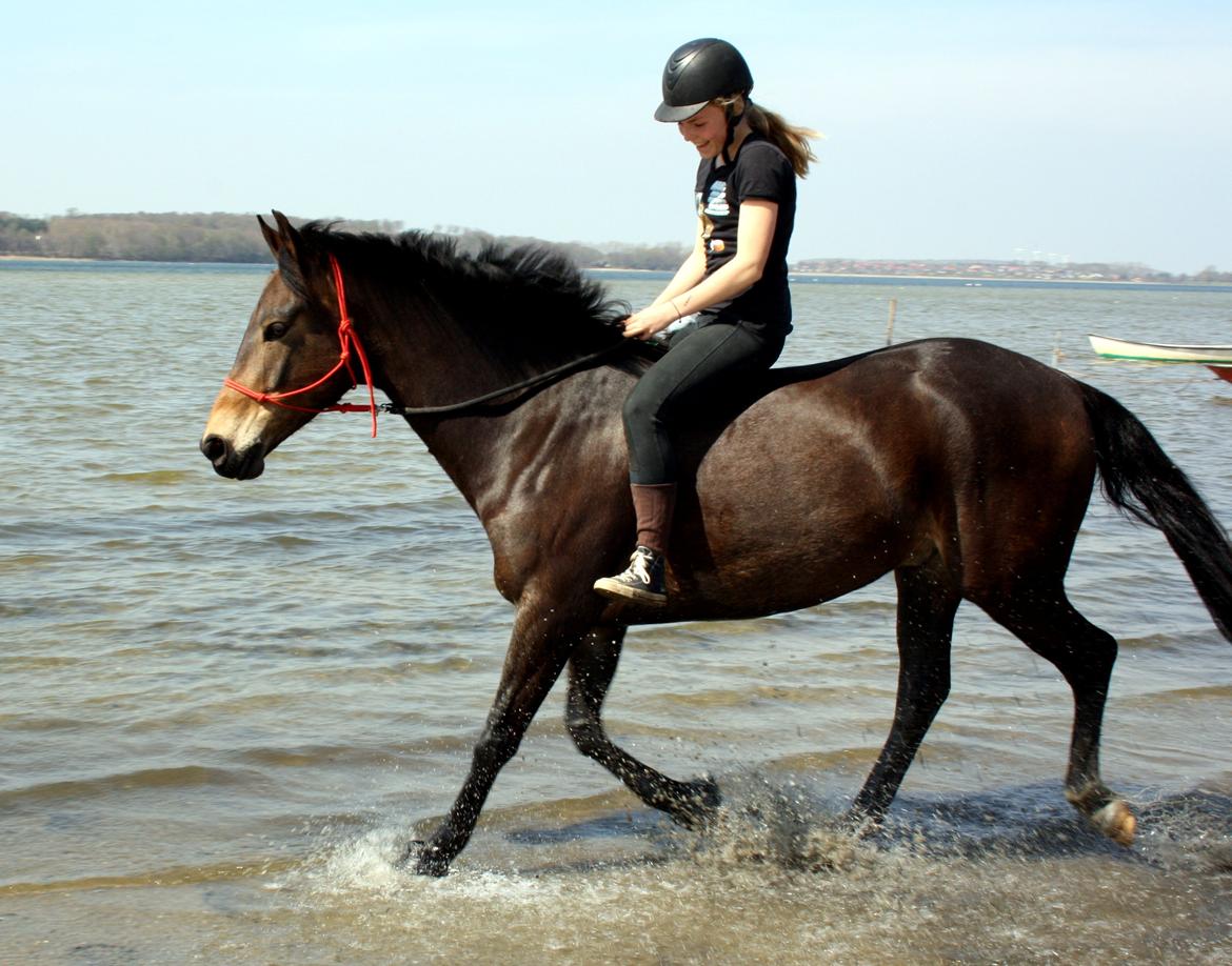 Anden særlig race Bjeldbaks Darling (Chauto) - Juni 2013 - Fra vandskræk hest til nu nææsten vandglad hest ;-)  billede 4