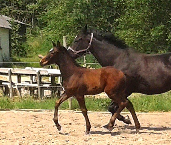 Hannoveraner Bielfire Choice (solgt)   billede 11