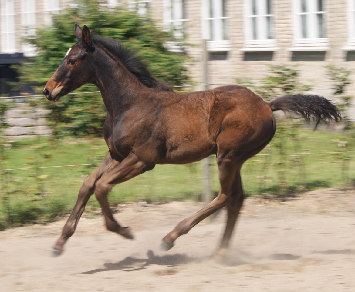 Hannoveraner Bielfire Choice (solgt)   billede 12