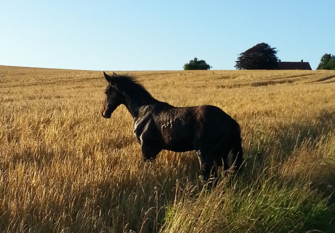 Hannoveraner Bielfire Choice (solgt)   billede 13