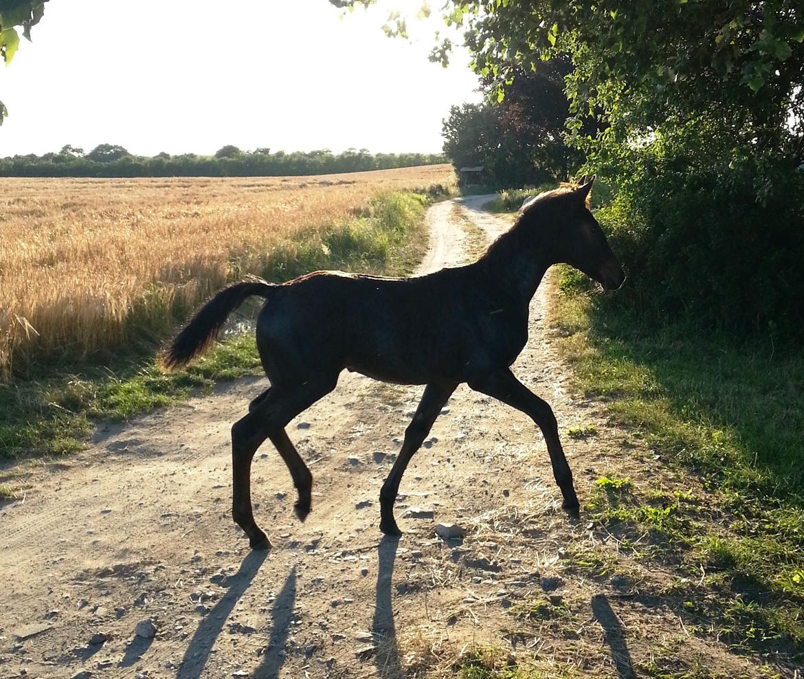 Hannoveraner Bielfire Choice (solgt)   billede 14