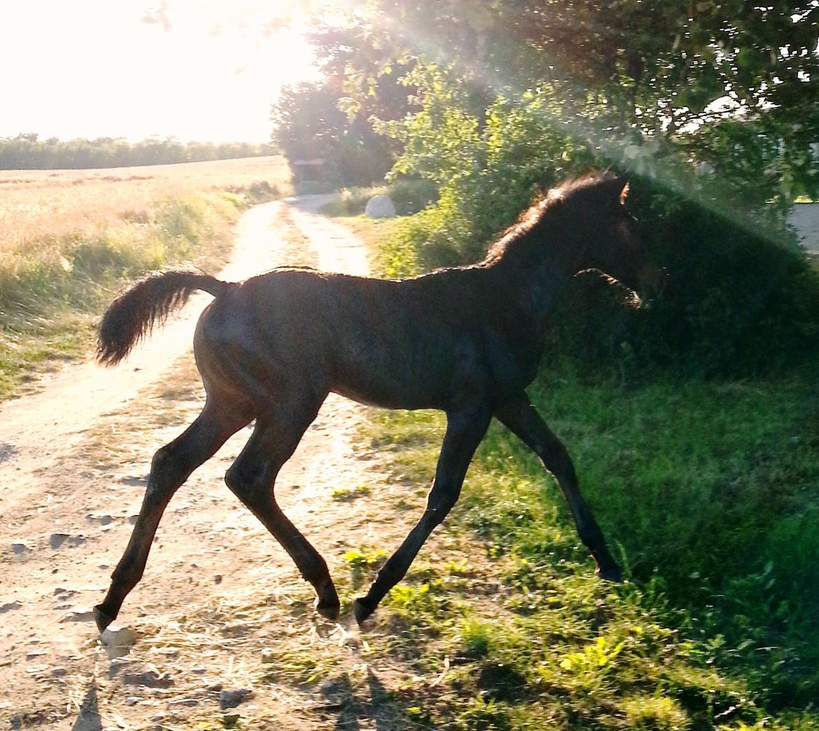 Hannoveraner Bielfire Choice (solgt)   billede 15