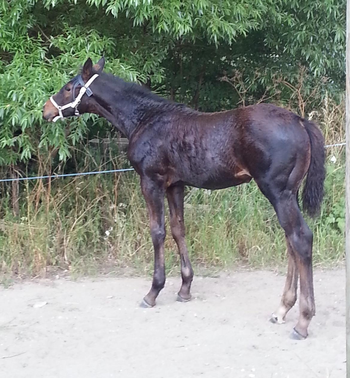 Hannoveraner Bielfire Choice (solgt)   billede 17