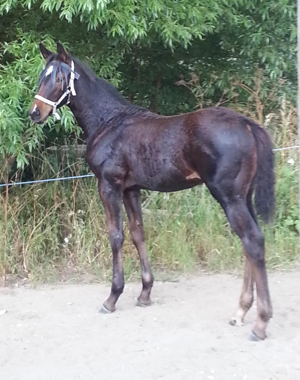 Hannoveraner Bielfire Choice (solgt)   billede 16