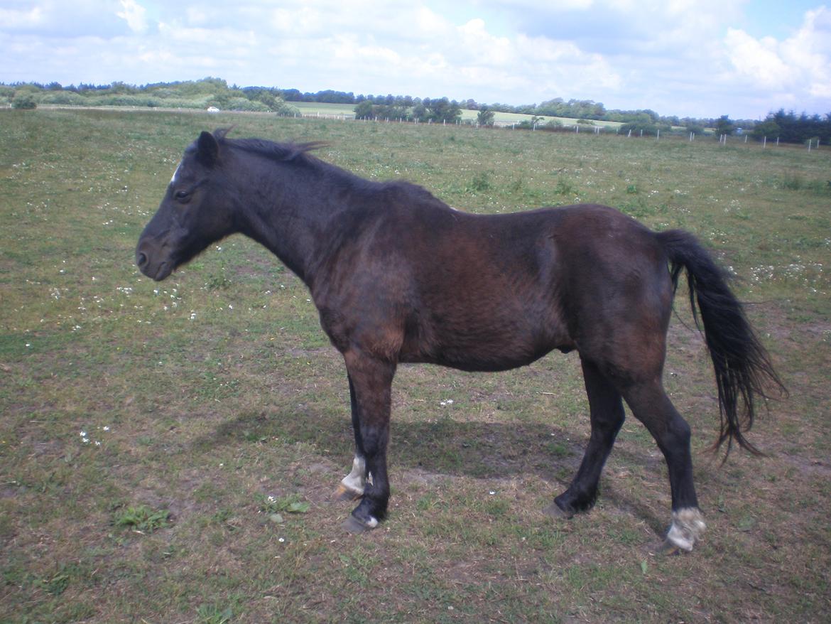 Irsk Sportspony Littel Black Diamond [Altid elsket/ Savnet] - .
taget d. 30-7-13. billede 2