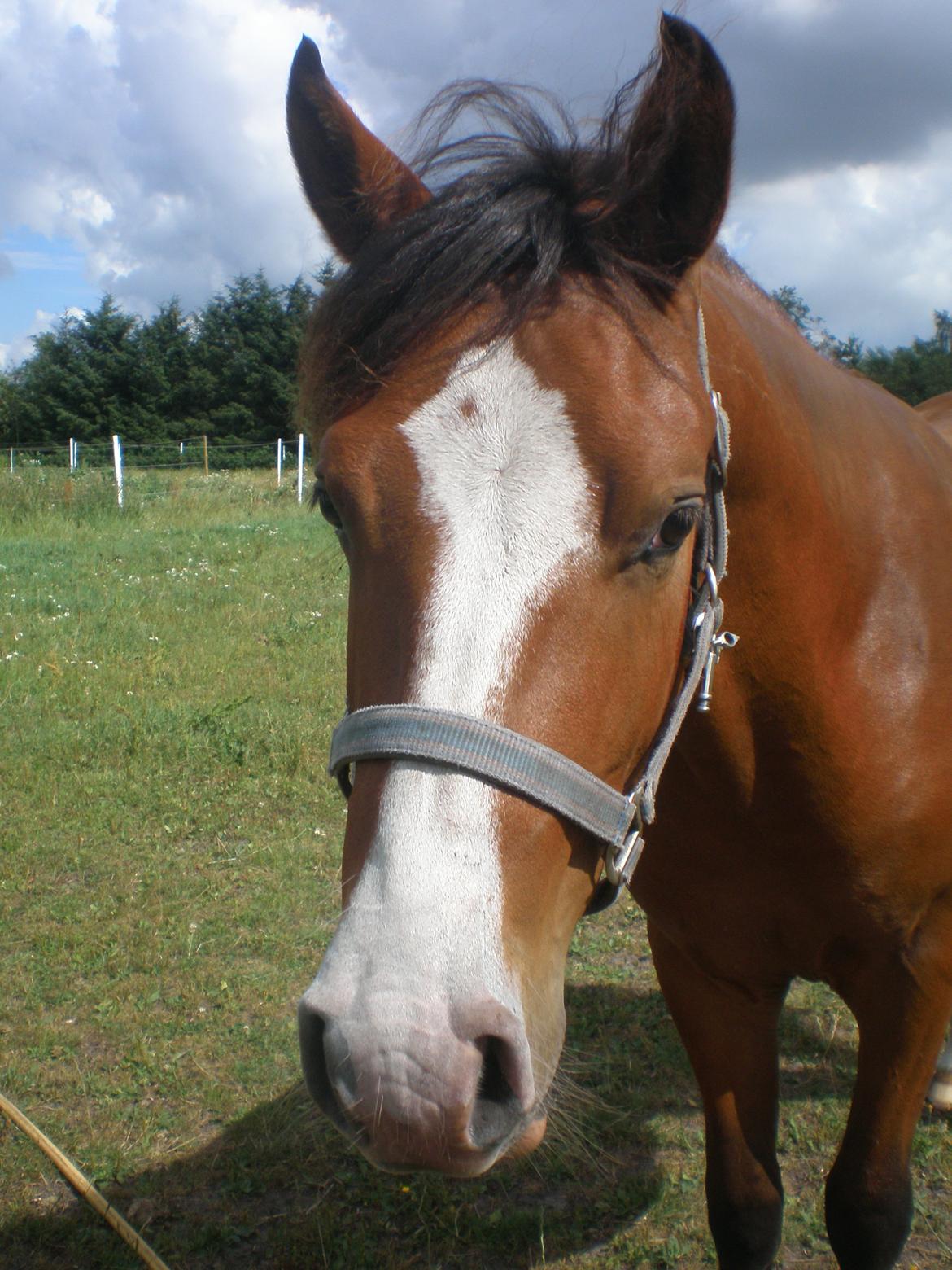 Anden særlig race Luka ( Luksen) - 
taget d. 30-7-13. billede 6