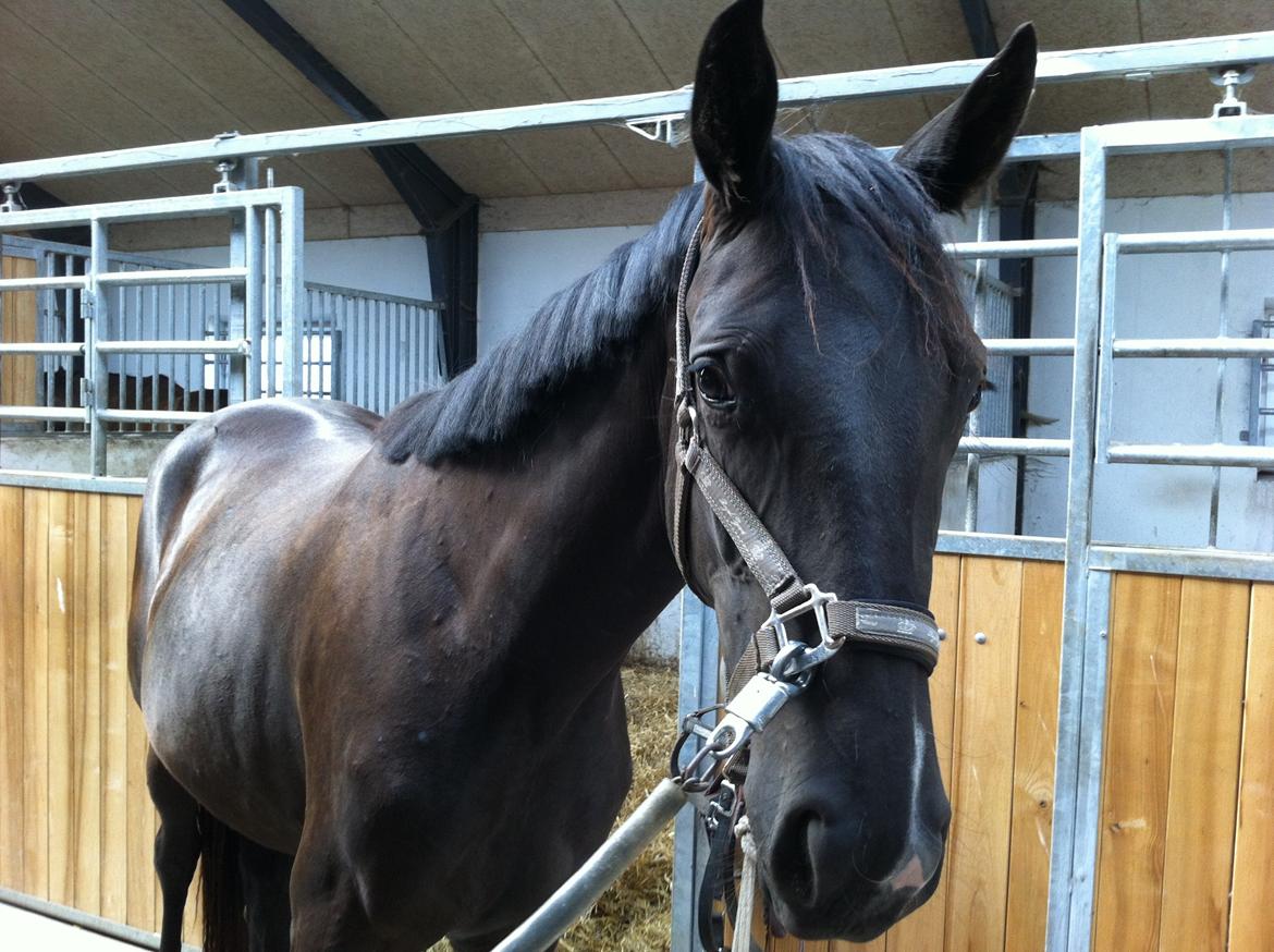 Dansk Varmblod Alphabeat - 2 år; og har lige fået en klipning - nu ligner hun en dansk varmblod og ikke bare en hest ... ;-)  billede 10