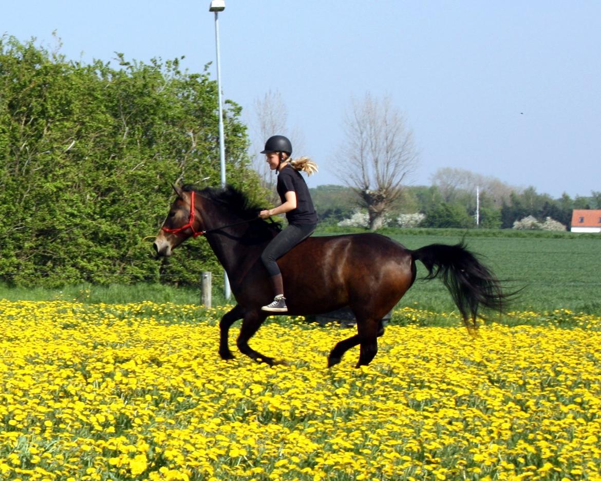 Anden særlig race Bjeldbaks Darling (Chauto) - Maj 2013 - En fantastisk galop på engen! :-) billede 18