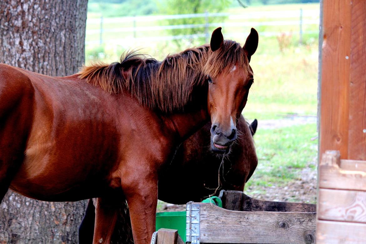 Lusitano Horatio The Noble One billede 7