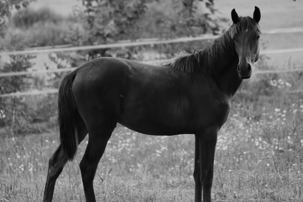 Lusitano Horatio The Noble One - Gudesmuk billede 9