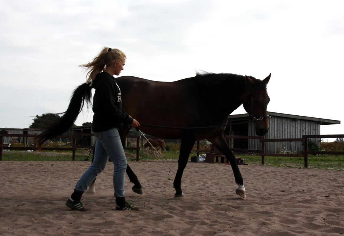 Anden særlig race Bjeldbaks Darling (Chauto) - Juli 2013 - Akademisk træning. "Alting har sin begyndelse og dette er vores.." billede 23