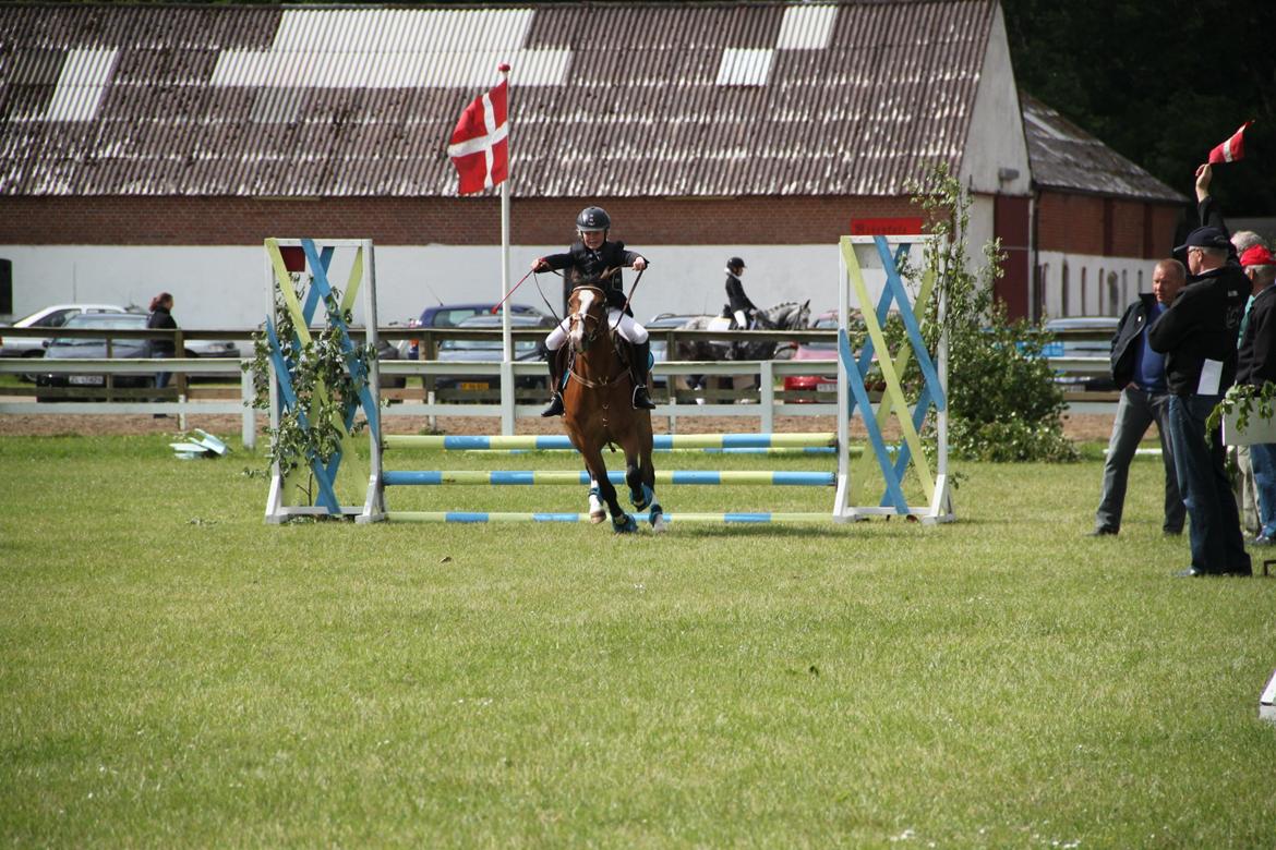 Welsh Pony (sec B) Bakkegaarden´s perfect prince billede 25