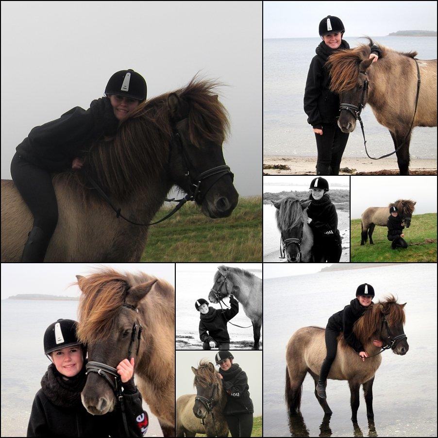 Islænder Fönn fra Ærø - 24 november 2012<3 billede 13