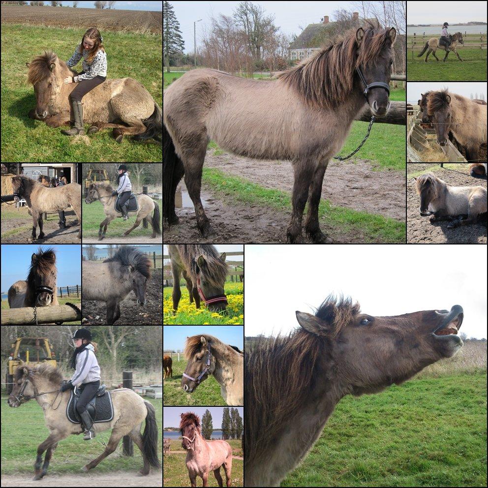 Islænder Fönn fra Ærø - Forskellige billeder af Fönnsen<3 billede 11