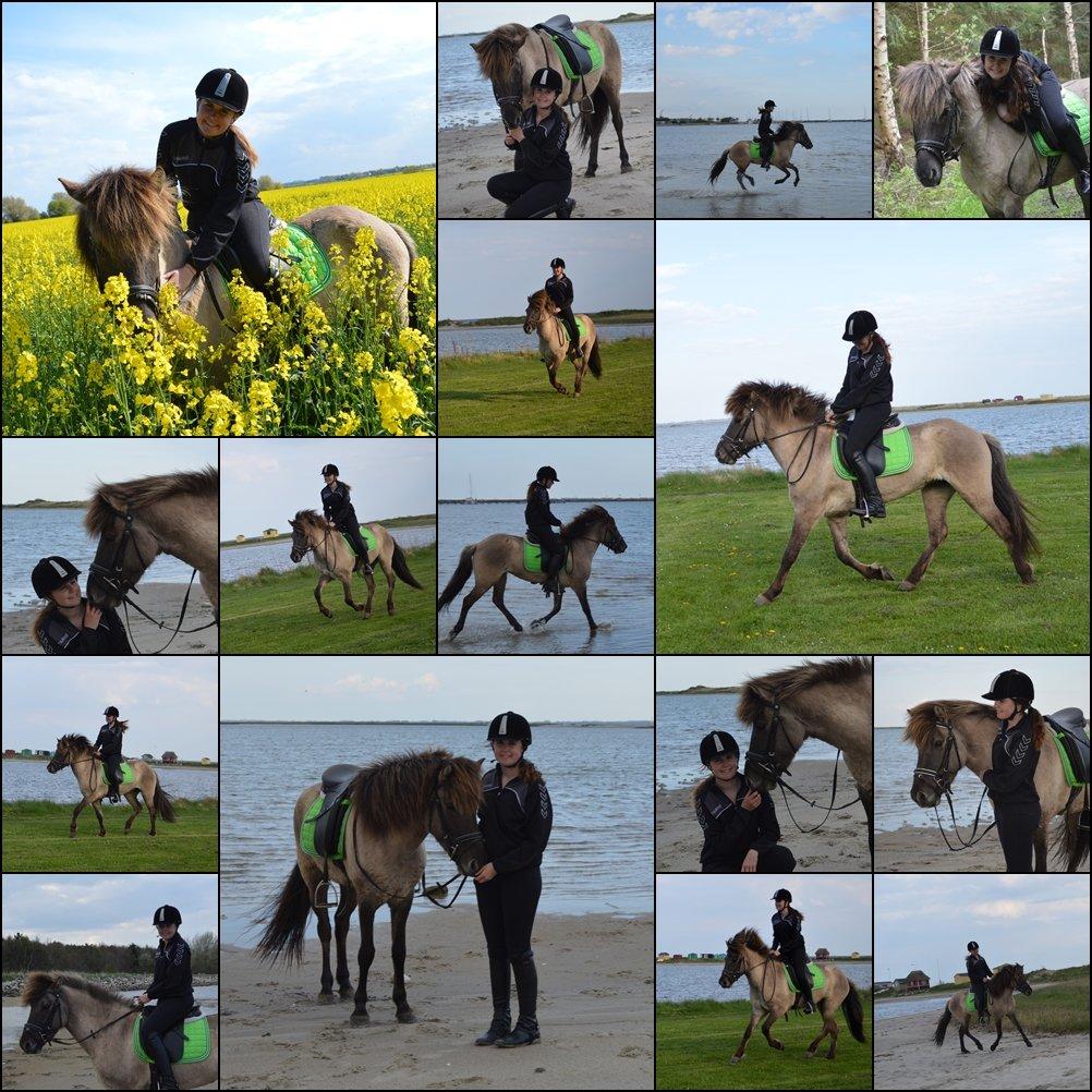 Islænder Fönn fra Ærø - 14-5-2013<3 billede 15