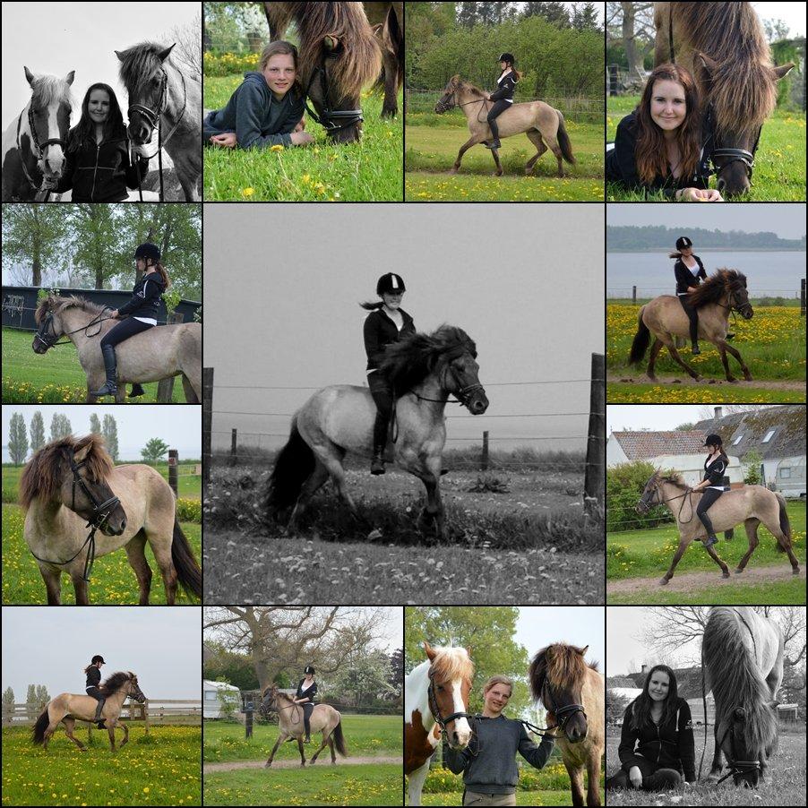 Islænder Fönn fra Ærø - 18-5-2013<3 billede 16