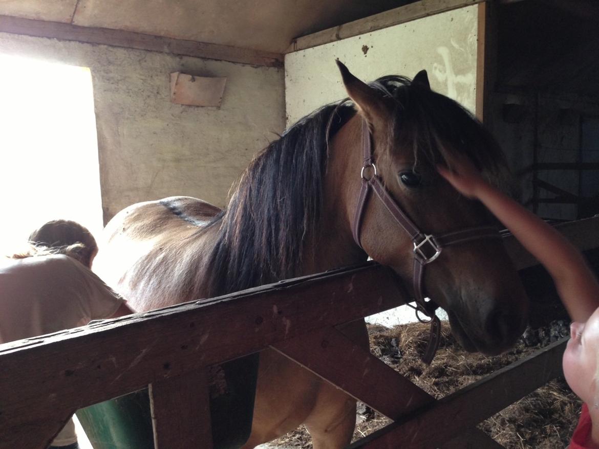 Anden særlig race Karina - Prinsessen <3 billede 10