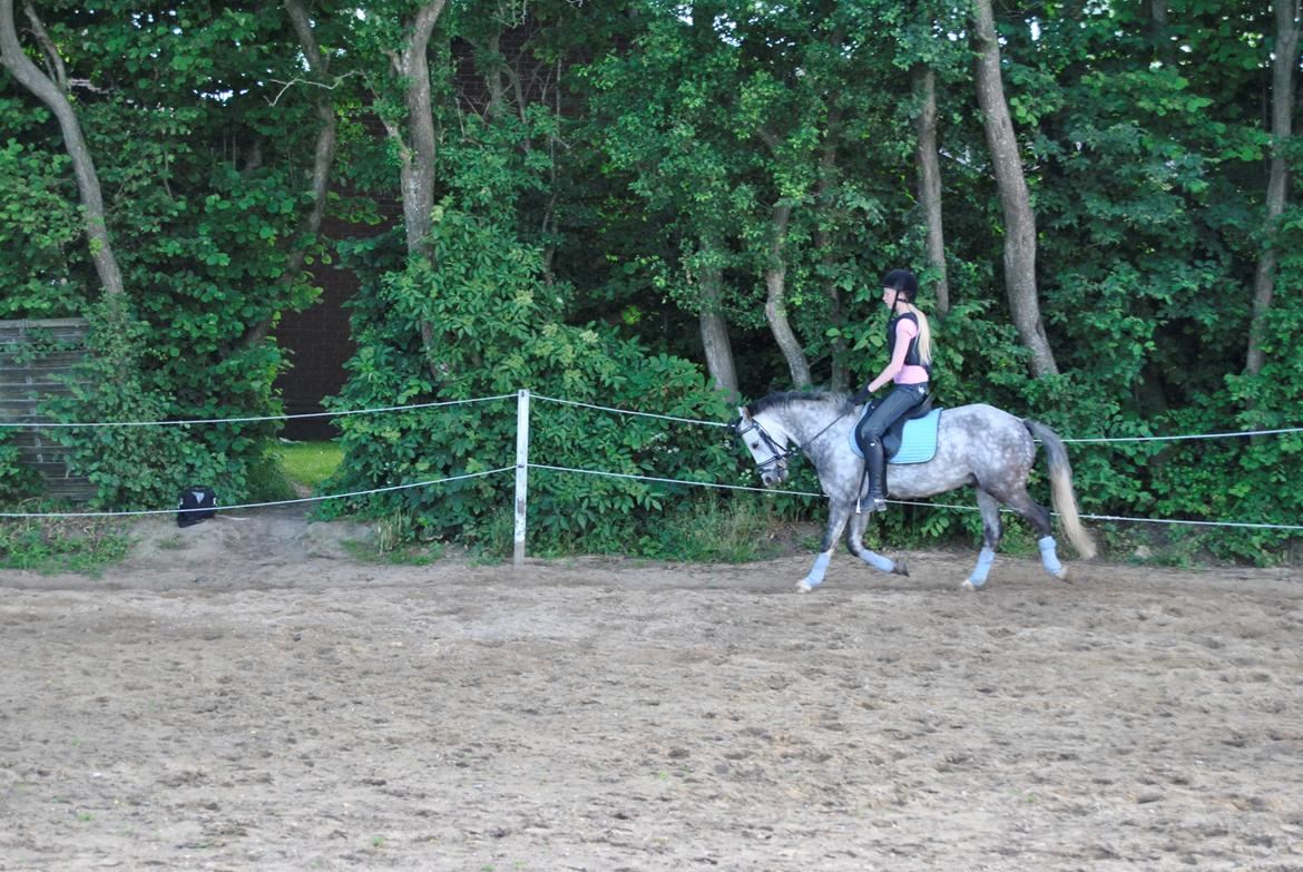 Welsh Pony (sec B) Korreborg's Barolo (SOLGT) :'(<3 billede 5