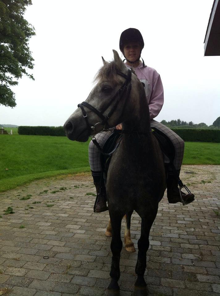 Welsh Pony (sec B) Shieloh sky billede 1