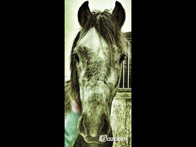 Welsh Pony (sec B) Shieloh sky billede 3