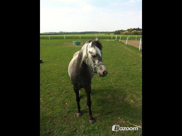 Welsh Pony (sec B) Shieloh sky billede 5