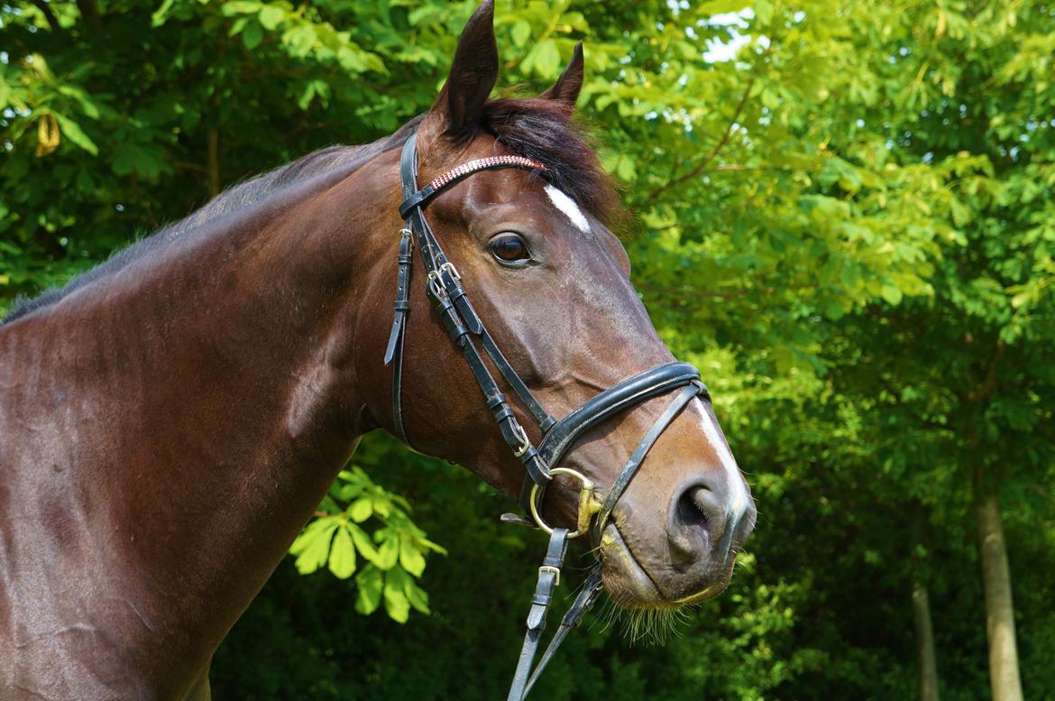 Oldenborg Dulcis Chagall - Min smukke dreng! billede 16