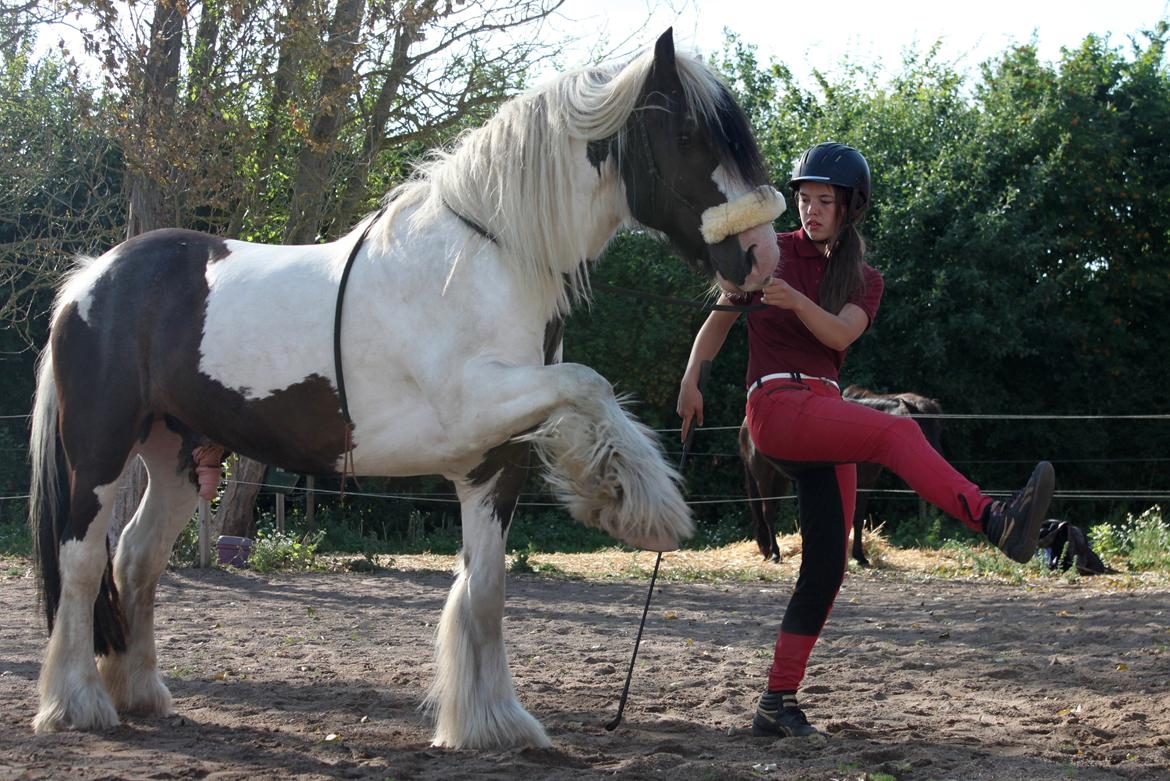 Tinker Cosy Idris Ice - Spansk skridt, d. 30 juli 2013 :). billede 13