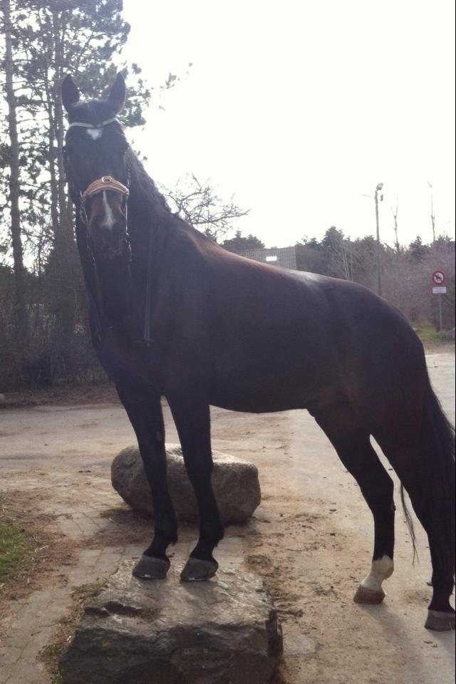 Oldenborg Dulcis Chagall billede 24