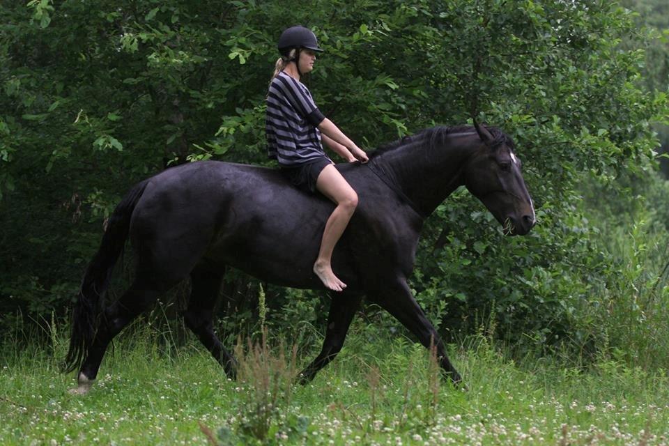 Oldenborg Dulcis Chagall - Foto: Freja S A (Vi to) billede 26